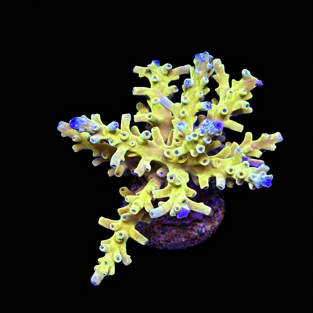 Acropora sp. L (Ong. 8-9 cm) WYSIWYG (1793212202665)