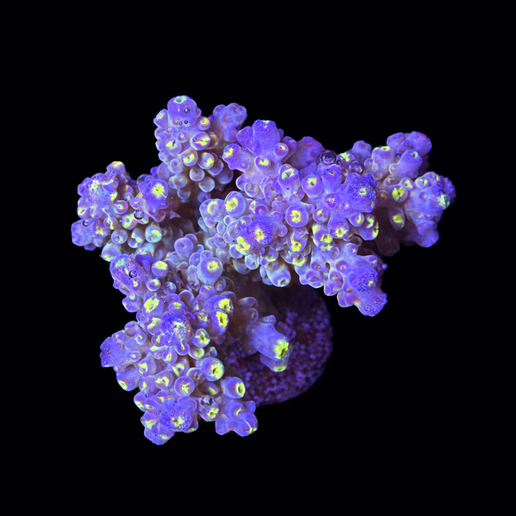 Acropora sp. L (Ong. 8-9 cm) WYSIWYG (1793212222750)