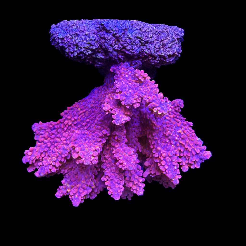 Acropora sp. L (Ong. 8-9 cm) WYSIWYG (1793212464438)