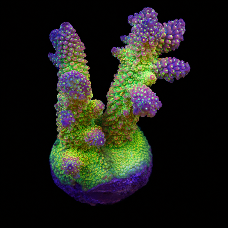 Acropora sp. M (Ong. 6-7 cm) WYSIWYG (1778574370278)