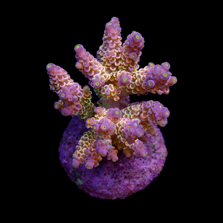Acropora sp. M (Ong. 6-7 cm) WYSIWYG (1778574465417)