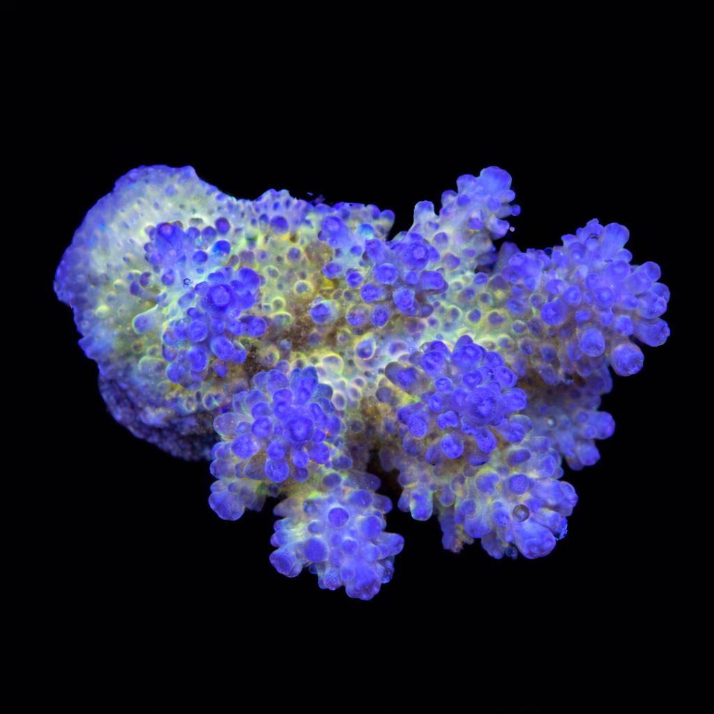 Acropora sp. M (Ong. 6-7 cm) WYSIWYG (1787945908055)