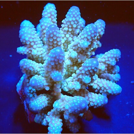 Acropora sp. WYSIWYG (1760775486509)