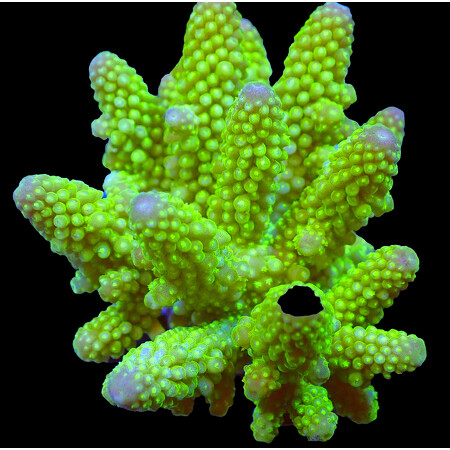Acropora sp. WYSIWYG (1766181125504)