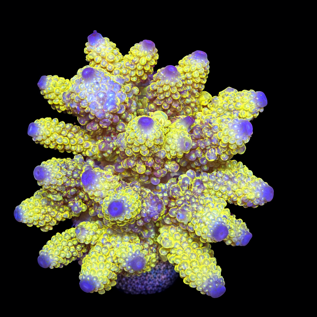 Acropora sp. XL (Ong. 10-12 cm) WYSIWYG (1793117551184)
