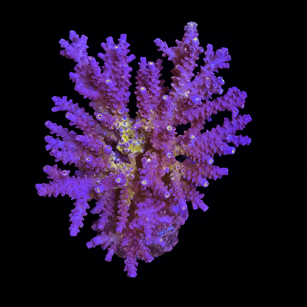 Acropora sp. XL (Ong. 10-12 cm) WYSIWYG (1793212291036)