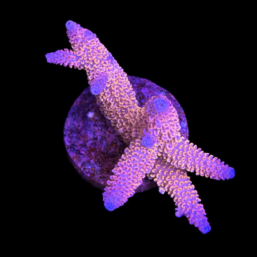 Acropora sp. XL (Ong. 10-12 cm) WYSIWYG (1793212315654)