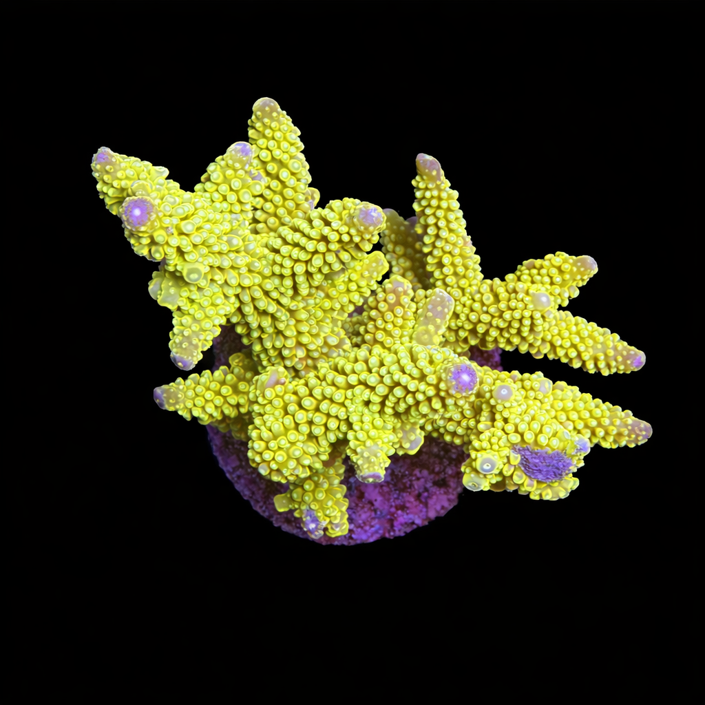 Acropora sp. XL (Ong. 10-12 cm) WYSIWYG (1793212332774)