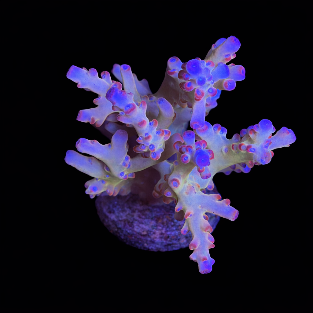 Acropora sp. XL (Ong. 10-12 cm) WYSIWYG (1793212451306)