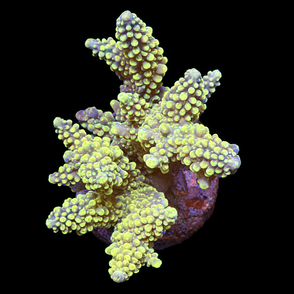 Acropora sp. XL (Ong. 10-12 cm) WYSIWYG (1793212479938)