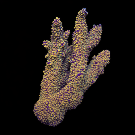 Acropora Special Rare XL (Ong. 10-12 cm) WYSIWYG (1773439358861)