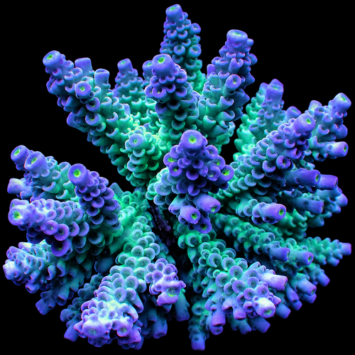 Acropora tenuis (Grade A)