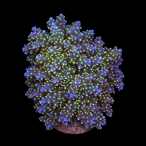 Acropora Tricolor L (Ong. 8-9 cm) WYSIWYG (1790874485819)