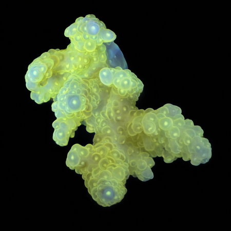Acropora Ultra Green/Yellow WYSIWYG (1770928430813)