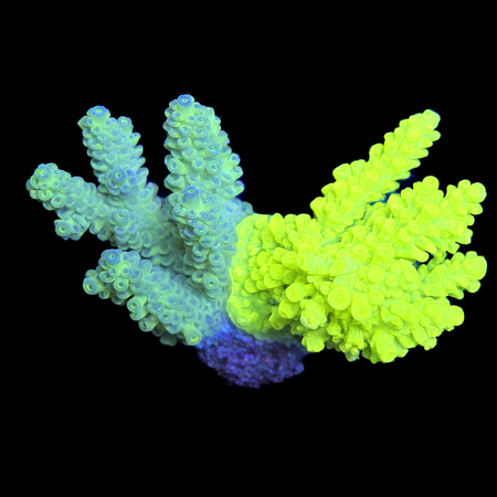Acropora Ultra Twee Kleuren WYSIWYG (1770929313729)