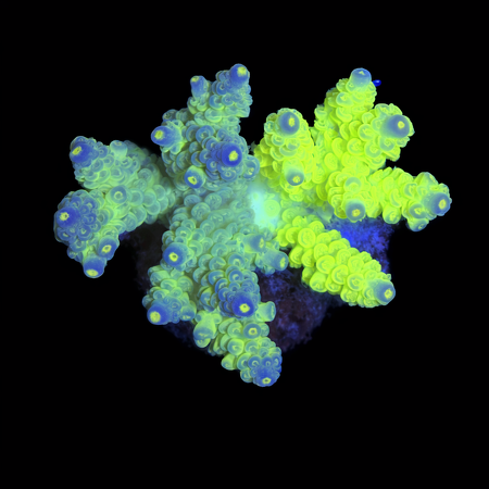 Acropora Ultra Twee Kleuren WYSIWYG (1770929333935)