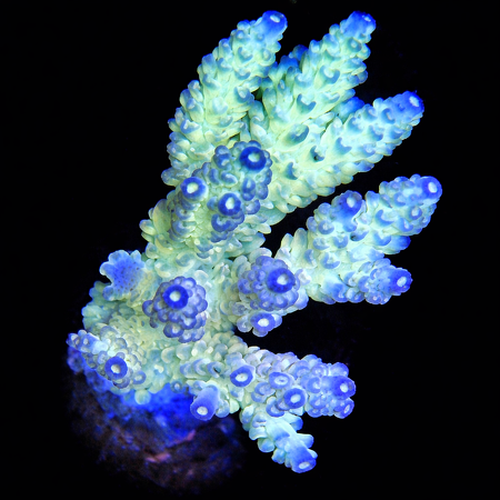 Acropora Ultra WYSIWYG (1770907947513)