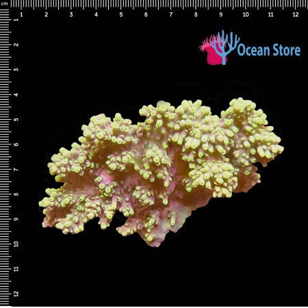 Acropora WYSIWYG