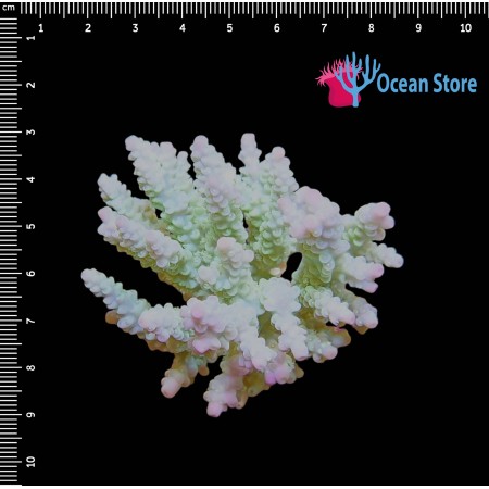 Acropora WYSIWYG