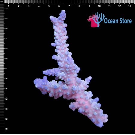 Acropora WYSIWYG