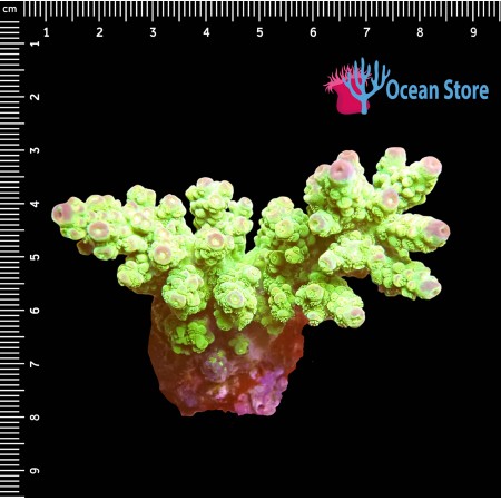 Acropora WYSIWYG