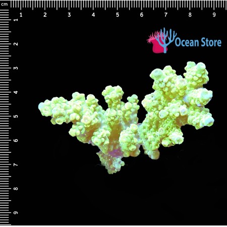 Acropora WYSIWYG