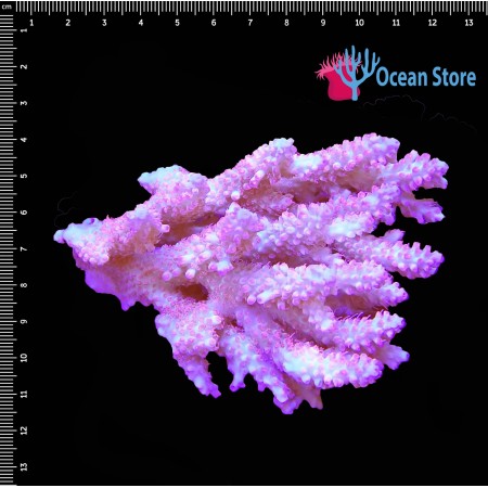 Acropora WYSIWYG