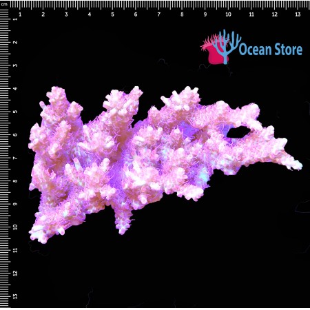 Acropora WYSIWYG