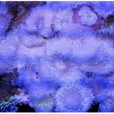 Actinia Equina Sand anemone