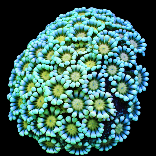 Alveopora Premium (DJM Grown LPS Frag)