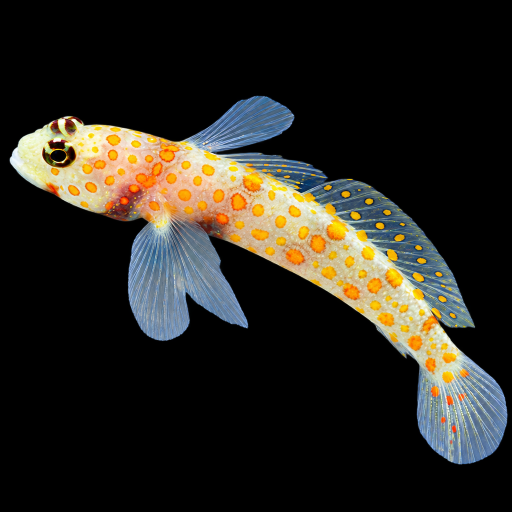Amblyeleotris guttata (Spotted Prawn Goby)