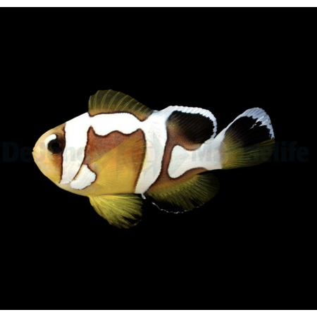Amphiprion bicinctus (Spotcinctus) - DJM Bred