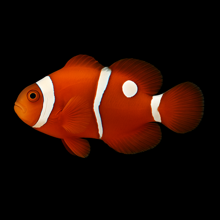 Amphiprion epigrammata (Snowdrop) - DJM Bred