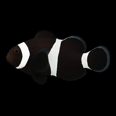 Amphiprion ocellaris (Darwin) - Tank Bred