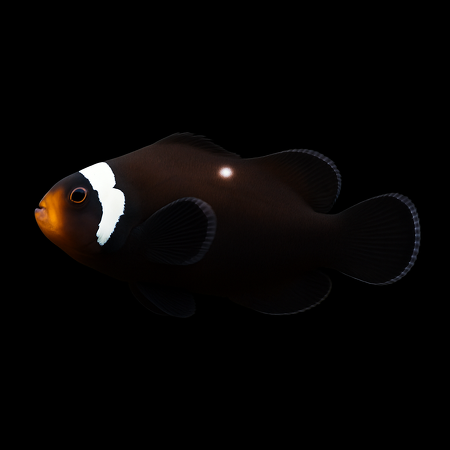 Amphiprion ocellaris (Domino) - DJM Bred