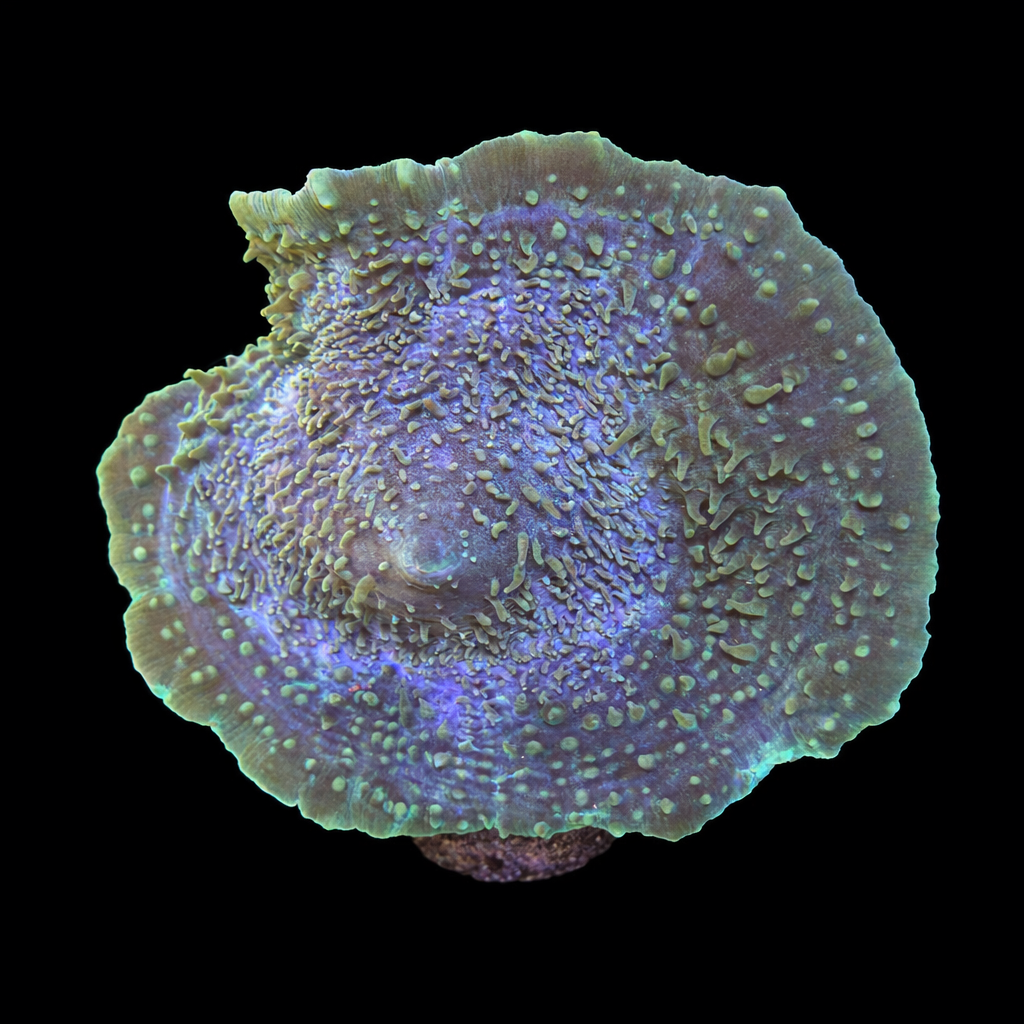 Amplexidiscus fenestrafer (Olifantsoor) XL (Ong. 10-12 cm) WYSIWYG (1784404949805)