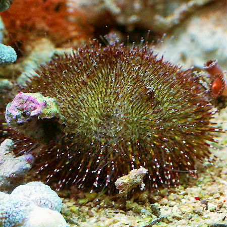 Anthocidaris Crissipinina (Green sea urchin) afbeelding