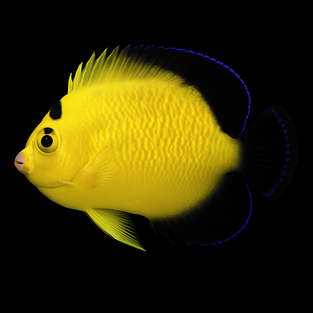 Apolemichthys xanthopunctatus - Tank Bred
