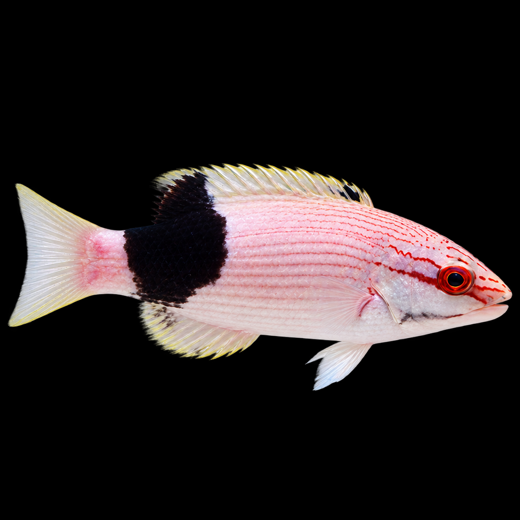 Bodianus bilunulatus (Tarry Hogfish)