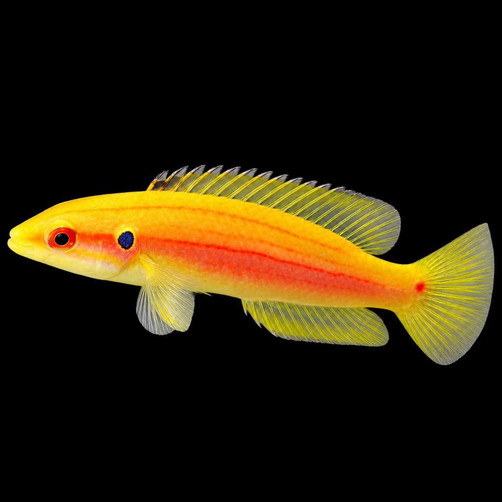 Bodianus bimaculatus (Twospot Hogfish)