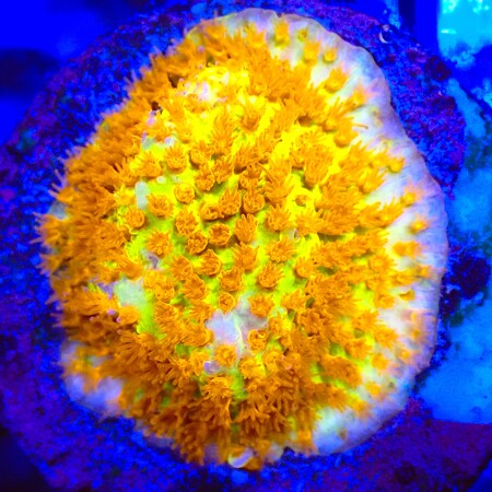 Burning Banana styloconiella WYSIWYG (1767815640885)