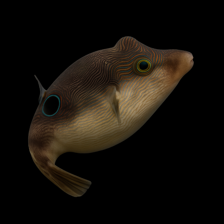 Canthigaster compressa (Compressed Toby)