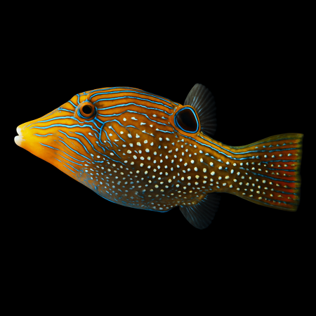 Canthigaster papua (Papuan Toby)
