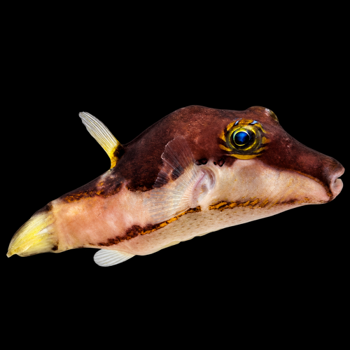 Canthigaster smithae (bicolored toby)
