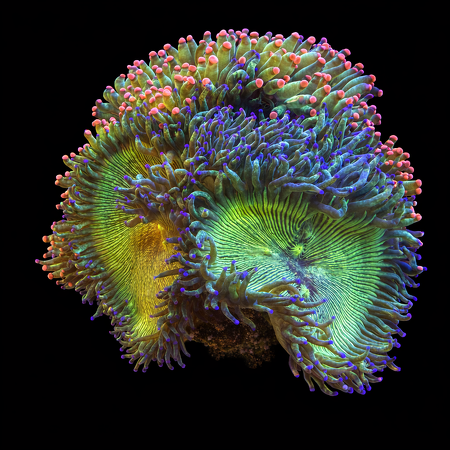 Catalaphyllia Jardinei Ultra Green / Blue Tips XXL (Ong. 15+ cm) WYSIWYG (1784809922930)