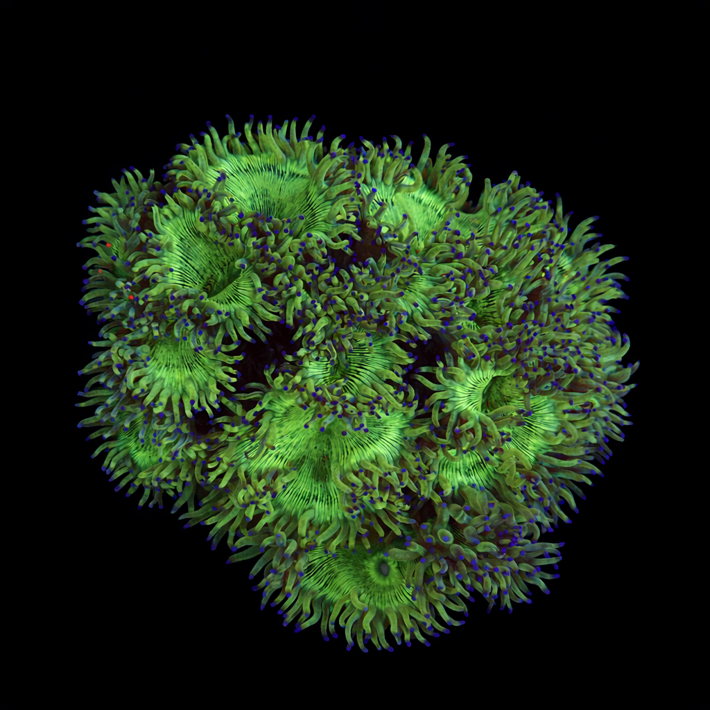 Catalaphyllia Jardinei XL (Ong. 10-12 cm) WYSIWYG (1779736399596)