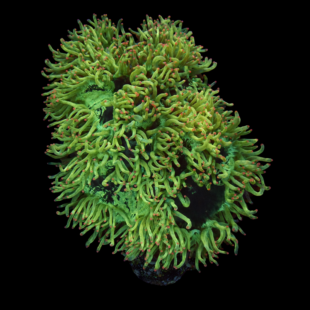 Catalaphyllia Jardinei XL (Ong. 10-12 cm) WYSIWYG (1779736409954)