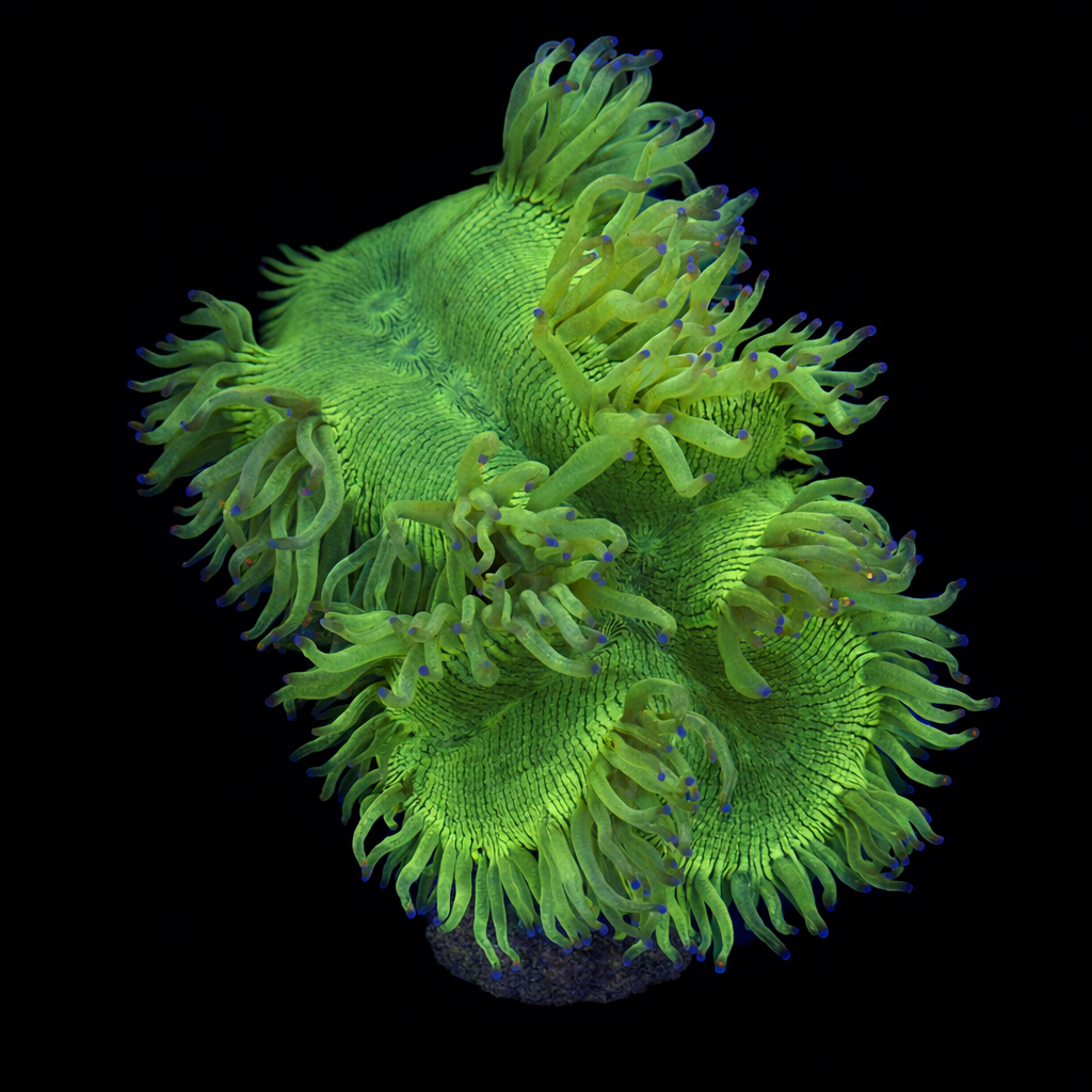 Catalaphyllia Jardinei XL (Ong. 10-12 cm) WYSIWYG (1779736413112)