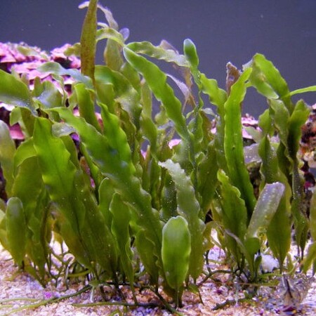 Caulerpa prolifera