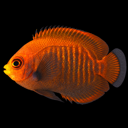 Centropyge aurantia (Golden Angelfish) - Tank Bred